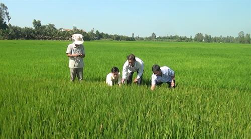 Nông dân nên thăm đồng thường xuyên. Nguồn ảnh: baoangiang.com.vn Nông dân nên thăm đồng thường xuyên. Nguồn ảnh: baoangiang.com.vn