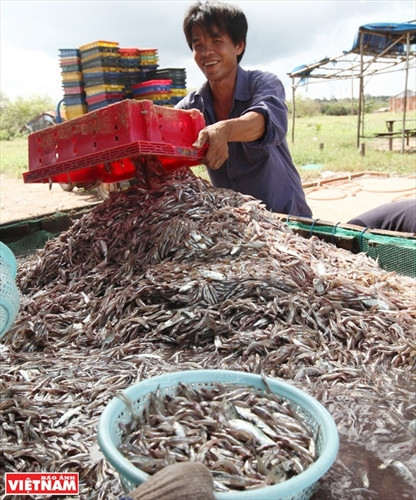 Nước mắm Gành Đỏ ảnh 2