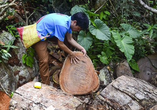 Một cây gỗ nghiến có đường kính lớn đã bị lâm tặc cắt xẻ ra để làm thớt. Một cây gỗ nghiến có đường kính lớn đã bị lâm tặc cắt xẻ ra để làm thớt.