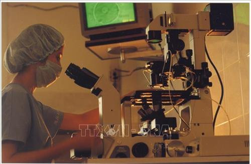 Bác sỹ Vương Thị Ngọc Lan soi trứng trước khi thụ tinh ống nghiệm. Ảnh: TTXVN phát Bác sỹ Vương Thị Ngọc Lan soi trứng trước khi thụ tinh ống nghiệm. Ảnh: TTXVN phát