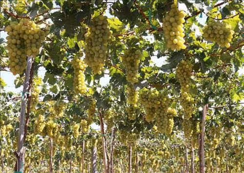 Nho được tỉnh Ninh Thuận xác định hỗ trợ đầu tư, phát triển thành sản phẩm OCOP. Ảnh: Nguyễn Thành – TTXVN