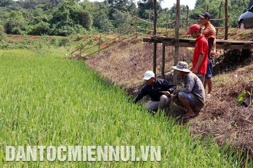 Hệ thống thủy lợi được đầu tư giúp bà con chủ động hơn trong vấn đề cấp nước cho cánh đồng. Ảnh: Ngọc Minh Cán bộ khuyến nông xã Nhân Đạo hướng dẫn kỹ thuật trồng lúa nước cho bà con M’Nông ở bon Pi Nao. Ảnh: Ngọc Minh
