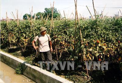 Chăm sóc diện tích trồng cà chua chuẩn bị cho thu hoạch tại thôn Khả Lễ (Bắc Ninh). Ảnh: Trần Tuấn - TTXVN