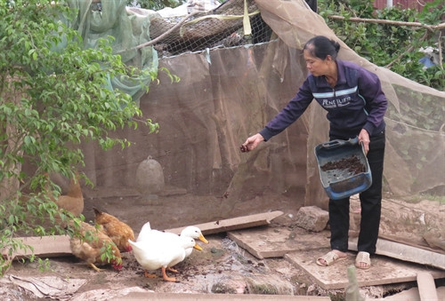 Bà Đoàn Thị Gấm (xóm 5, xã Hải Sơn) sử dụng giun quế làm thức ăn cho vật nuôi thay thế thức ăn công nghiệp. Ảnh: Nguyễn Lành – TTXVN