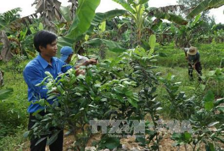 Mô hình trang trại của anh Phấn Mô hình trang trại của anh Phấn