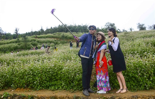Các bạn trẻ chụp ảnh bên vườn hoa tam giác mạch. Các bạn trẻ chụp ảnh bên vườn hoa tam giác mạch.