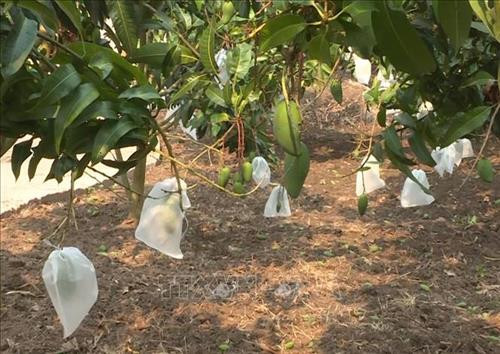 Xoài ở Mộc Châu, tỉnh Sơn La được "mặc áo" bằng cách đeo túi bao nhằm nâng cao mẫu mã và chất lượng. Ảnh: Nguyễn Cường - TTXVN. Xoài ở Mộc Châu, tỉnh Sơn La được "mặc áo" bằng cách đeo túi bao nhằm nâng cao mẫu mã và chất lượng. Ảnh: Nguyễn Cường - TTXVN.