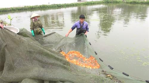 Thu hoạch cá chép chuẩn bị cho ngày ông Công ông Táo về trời ở làng Tân Cổ. Ảnh: Hoa Mai- TTXVN Thu hoạch cá chép chuẩn bị cho ngày ông Công ông Táo về trời ở làng Tân Cổ. Ảnh: Hoa Mai- TTXVN