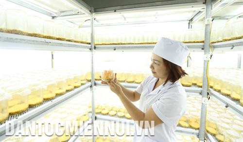 Cơ sở sản xuất đông trùng hạ thảo Loan Nhẹ ở thành phố Điện Biên Phủ là cơ sở đầu tiên của tỉnh Điện Biên nhận chuyển giao công nghệ Hàn Quốc, nuôi thành công nấm đông trùng hạ thảo - sản phẩm được bảo hộ quyền sở hữu trí tuệ và chứng nhận nông sản sạch của địa phương. Ảnh: Hoàng Hà