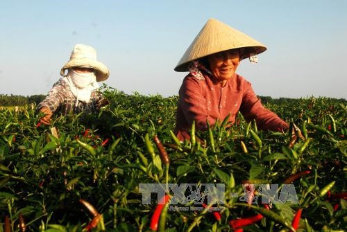 Giá ớt tăng cao, nông dân phấn khởi ảnh 1