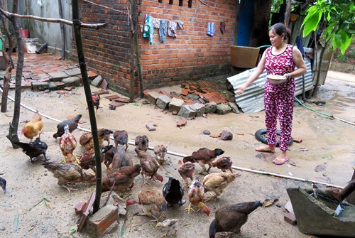 Một gia đình ở xã Hòa Thắng, huyện Phú Hòa sử dụng nguồn vốn vay ưu đãi phát triển chăn nuôi gà để tăng thu nhập