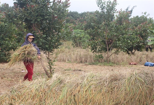 Người dân phấn khởi thu hoạch lúa nương xen trong vườn điều.