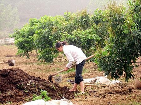 Cần bón phân, chăm sóc đúng thời vụ Cần bón phân, chăm sóc đúng thời vụ