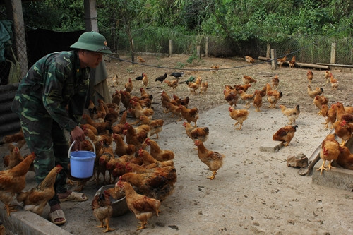 Mô hình chăn nuôi của đồn Biên phòng Huổi Luông được triển khai đã giúp cải thiện chất lượng bữa ăn cho cán bộ, chiến sĩ. Ảnh: Nguyễn Duy - TTXVN