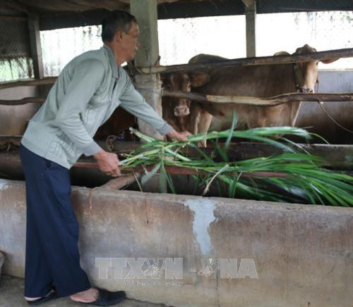 Ông Bùi Văn Hòn đang chăm sóc đàn bò của mình. Ảnh: TTXVN Ông Bùi Văn Hòn đang chăm sóc đàn bò của mình. Ảnh: TTXVN