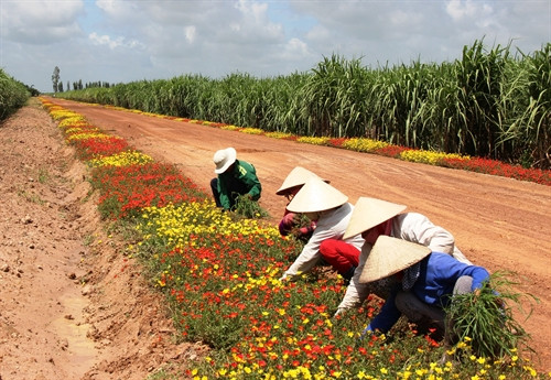 Công nhân nông trường chăm sóc hoa Công nhân nông trường chăm sóc hoa