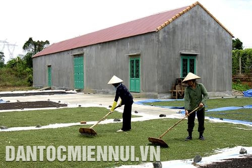Tỉnh Gia Lai khuyến khích nông dân thành lập hợp tác xã, tổ liên kết hướng đến sản xuất sản phẩm hồ tiêu sạch và bền vững. Ảnh: Đức Thụy Phơi hồ tiêu sau thu hoạch ở xã Chư Pông, huyện Chư Sê. Ảnh: Đức Thụy Anh Trần Quang Sơn ở thôn 1, xã Nam Yang, huyện Đak Đoa đã nghiên cứu và sáng chế thành công máy sấy hồ tiêu sạch bằng tia hồng ngoại. Ảnh: Hồng Điệp