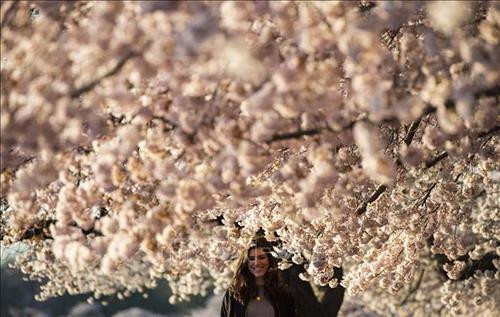 Hoa anh đào khoe sắc tại Washington D.C., Mỹ. Ảnh: THX/ TTXVN Hoa anh đào khoe sắc tại Washington D.C., Mỹ. Ảnh: THX/ TTXVN