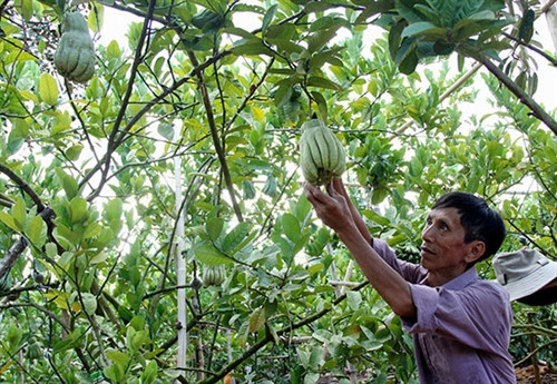 Ông Thanh bên vườn phật thủ cho thu nhập cao