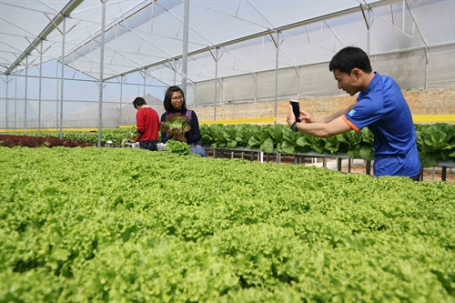 Nhóm du khách chụp hình trong khu nhà kính trồng của trang trại rau thủy canh Đức Tín. Nhóm du khách chụp hình trong khu nhà kính trồng của trang trại rau thủy canh Đức Tín.