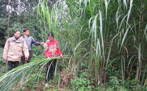 Hộ chăn nuôi xã Nam Thượng (Kim Bôi) tận dụng đất manh mún trồng cỏ nuôi bò theo phương thức bán thâm canh. Ảnh: Nguồn baohoabinh.com.vn Hộ chăn nuôi xã Nam Thượng (Kim Bôi) tận dụng đất manh mún trồng cỏ nuôi bò theo phương thức bán thâm canh. Ảnh: Nguồn baohoabinh.com.vn