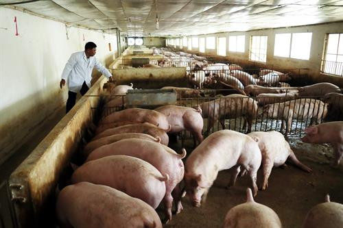 Nhờ áp dụng quy trình chăn nuôi thân thiện với môi trường và sử dụng máy móc thiết bị hiện đại nên từ khi nuôi lợn đến nay, Hợp tác xã Hoàng Long không xảy ra tình trạng lợn nuôi bị mắc dịch bệnh.