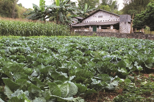 Sản xuất rau an toàn ở xã Khâm Thành.