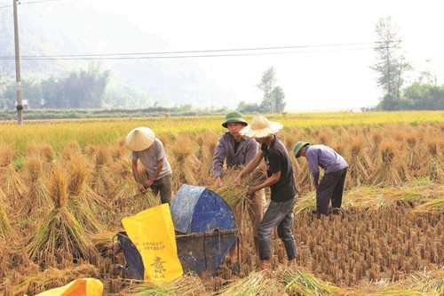 Sản lượng lương thực của huyện đạt trên 35.500 tấn/năm