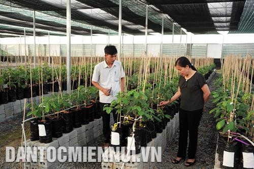 Cán bộ Trung tâm giống cây trồng huyện Ngọc Lặc giới thiệu công nghệ tưới nước nhỏ giọt của Israel với người trồng vải không hạ. Ảnh: Hoàng Hà Bà Lê Thị Nhi, Trưởng phòng Nông nghiệp và Phát triển nông thôn huyện Ngọc Lặc làm việc với một chủ trang trại về cây bơ không hạt được trồng thử nghiệm trên địa bàn huyện. Ảnh: Hoàng Hà