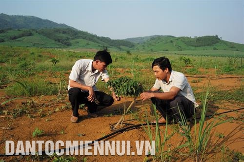 Cán bộ Trung tâm giống cây trồng huyện Ngọc Lặc giới thiệu công nghệ tưới nước nhỏ giọt của Israel với người trồng vải không hạ. Ảnh: Hoàng Hà Bà Lê Thị Nhi, Trưởng phòng Nông nghiệp và Phát triển nông thôn huyện Ngọc Lặc làm việc với một chủ trang trại về cây bơ không hạt được trồng thử nghiệm trên địa bàn huyện. Ảnh: Hoàng Hà