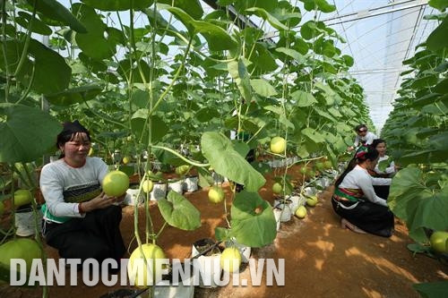 Mô hình trồng dưa vàng Kim Hoàng hậu trong nhà lưới quy mô 0,2 ha ở thôn Minh Hóa, xã Minh Sơn của Hợp tác xã dịch vụ nông nghiệp và xây dựng Minh Sơn. Ảnh: Hoàng Hà