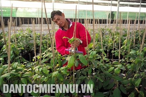 Chuyên gia người Thái tỉa cành ươm loại bơ không hạt sắp tới sẽ đưa vào trồng đại trà ở huyện Ngọc Lặc. Ảnh: Hoàng Hà