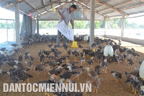 Chăn nuôi an toàn quy mô trang trại đang được huyện Ngọc Lặc (Thanh Hóa) chú trọng nhân rộng. Ảnh: TBK Nhật Minh/TBK Trang trại chăn nuôi gà theo chuỗi công nghệ cao ở xã Minh Tiến của Công ty cổ phần giống và phát triển chăn nuôi Thọ Xuân đang được xây dựng. Ảnh: Hoàng Hà Chăn nuôi an toàn quy mô trang trại đang được huyện Ngọc Lặc (Thanh Hóa) chú trọng nhân rộng. Ảnh: TBK Nhật Minh/TBK Trang trại chăn nuôi gà theo chuỗi công nghệ cao ở xã Minh Tiến của Công ty cổ phần giống và phát triển chăn nuôi Thọ Xuân đang được xây dựng. Ảnh: Hoàng Hà