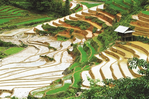 Ruộng bậc thang mùa đổ nước