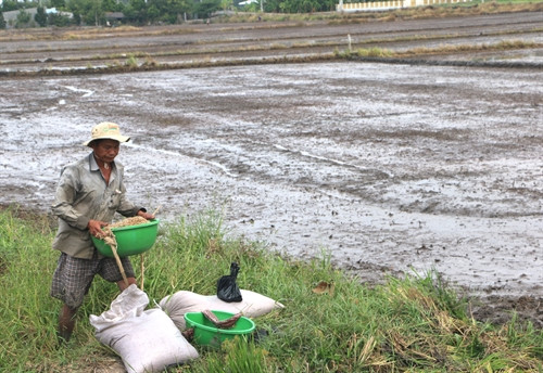 Nông dân huyện Vị Thủy chọn giống lúa ngắn ngày gieo cấy vụ hè thu.