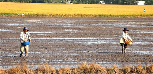 Tỉnh Hậu Giang phân ra 3 đợt xuống giống vụ hè thu và cụ thể đối với từng địa bàn, từng huyện