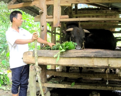 Nhân dân xóm Lũng Phầy, xã Hồng Việt (Hòa An) đầu tư phát triển chăn nuôi bò vỗ béo đem lại giá trị kinh tế cao.