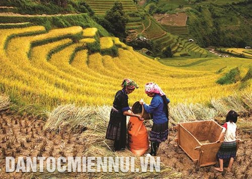 Mù Cang Chải có trên 500 ha ruộng bậc thang, tập trung ở các xã La Pán Tẩn, Chế Cu Nha, Dế Su Phình. Ảnh: Tuấn Anh Từ trên cao nhìn xuống, Mù Cang Chải đẹp như một bức tranh, từng đường vân xanh, vân vàng mềm mại cứ tự nhiên đi vào lòng người. Ảnh: Tuấn Anh Đôi bàn tay cần cù của nhiều thế hệ người Mông đã làm nên những thửa ruộng bậc thang trải dài tới lưng chừng trời ở Mù Cang Chải. Ảnh: Tuấn Anh Mù Cang Chải có trên 500 ha ruộng bậc thang, tập trung ở các xã La Pán Tẩn, Chế Cu Nha, Dế Su Phình. Ảnh: Tuấn Anh Từ trên cao nhìn xuống, Mù Cang Chải đẹp như một bức tranh, từng đường vân xanh, vân vàng mềm mại cứ tự nhiên đi vào lòng người. Ảnh: Tuấn Anh Đôi bàn tay cần cù của nhiều thế hệ người Mông đã làm nên những thửa ruộng bậc thang trải dài tới lưng chừng trời ở Mù Cang Chải. Ảnh: Tuấn Anh