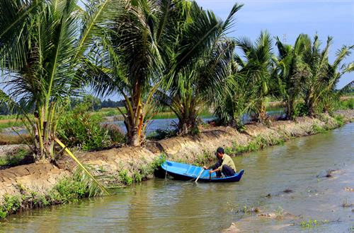 Diện tích dừa được trồng mới chủ yếu trên các bờ bao quanh đầm tôm tại huyện Phú Tân. Ảnh: Huỳnh Thế Anh-TTXVN Diện tích dừa được trồng mới chủ yếu trên các bờ bao quanh đầm tôm tại huyện Phú Tân. Ảnh: Huỳnh Thế Anh-TTXVN