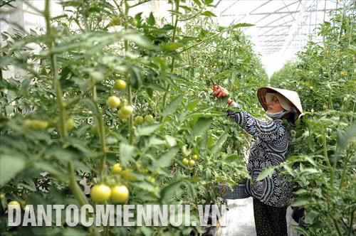 Mô hình sản xuất nông nghiệp ứng dụng công nghệ cao kết hợp tham quan du lịch của nông dân Hồ Tấn Phong (phường Châu Phú B, TP.Châu Đốc) với hơn 1.000 m2 nhà kính trồng dưa lưới, dưa lê, cà chua cao sản, dưa leo… trong nhà màng, giúp cải thiện kinh tế kinh tế gia đình, tạo việc làm ổn định cho lao động tại địa phương. Trong ảnh: Công nhân chăm sóc cà chua cao sản trong nhà kính