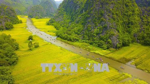 Dòng sông Ngô Đồng chạy giữa cánh đồng lúa chín vàng rực đón du khách trong và ngoài nước về tham quan chiêm ngưỡng.Ảnh: Minh Đức – TTXVN