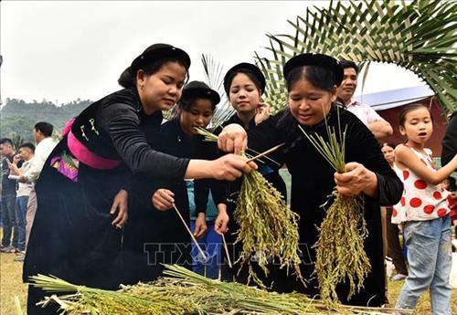 Lựa chọn những bông lúa nếp cái hoa vàng đảm bảo nhất để làm cốm. Ảnh: Văn Tý - TTXVN