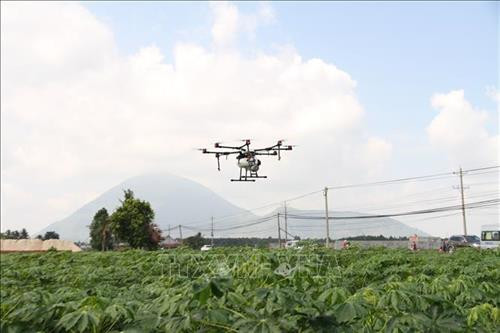 Máy bay không người lái phun thuốc trừ sâu trên cánh đồng sắn xã Tân Hưng, huyện Tân Châu, Tây Ninh. Ảnh: Lê Đức Hoảnh - TTXVN Máy bay không người lái phun thuốc trừ sâu trên cánh đồng sắn xã Tân Hưng, huyện Tân Châu, Tây Ninh. Ảnh: Lê Đức Hoảnh - TTXVN