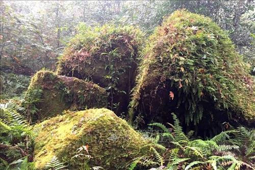 Vẻ đẹp hùng vĩ của rừng Tả Liên Sơn ảnh 3 Vẻ đẹp hùng vĩ của rừng Tả Liên Sơn ảnh 3