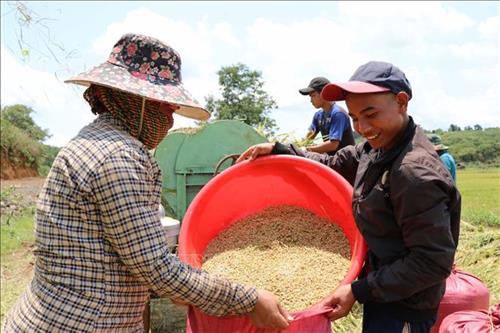 Niềm vui ngày được mùa lúa tại Bon Pi Nao. Ảnh: Ngọc Minh – TTXVN Niềm vui ngày được mùa lúa tại Bon Pi Nao. Ảnh: Ngọc Minh – TTXVN