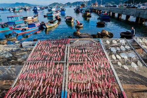 Làng nghề chế biến khô cá biển ở Sông Đốc ảnh 3