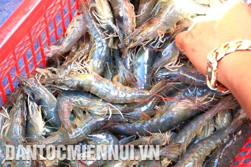 Tôm thẻ nuôi hai đoạn có năng suất cao Tôm thẻ nuôi hai đoạn có năng suất cao