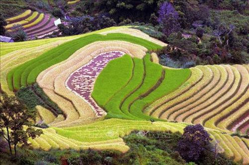 Ngày mùa vùng cao Tây Bắc. Ảnh: TTXVN Ruộng bậc thang - Nét đẹp văn hóa và công trình nghệ thuật độc đáo của đồng bào các dân tộc vùng cao phía Bắc. Ảnh: TTXVN Vẻ đẹp thơ mộng trên các thửa ruộng bậc thang huyện Mù Cang Chải, tỉnh Yên Bái trong mùa nước đổ. Ảnh: TTXVN Mùa gặt trên những thửa ruộng bậc thang huyện Mù Cang Chải (Yên Bái). Ảnh: TTXVN Rực rỡ mùa vàng Mù Cang Chải. Ảnh: TTXVN Thửa ruộng bậc thang hình trái tim ở xã La Pán Tẩn, huyện Mù Cang Chải, tỉnh Yên Bái. Ảnh: TTXVN Ruộng bậc thang Mù Cang Chải vào mùa lúa chín. Ảnh: TTXVN Vẻ đẹp ruộng bậc thang đồi Mâm Xôi, xã La Pán Tẩn, huyện Mù Cang Chải (Yên Bái). Ảnh: TTXVN Ngày mùa vùng cao Tây Bắc. Ảnh: TTXVN Ruộng bậc thang - Nét đẹp văn hóa và công trình nghệ thuật độc đáo của đồng bào các dân tộc vùng cao phía Bắc. Ảnh: TTXVN Vẻ đẹp thơ mộng trên các thửa ruộng bậc thang huyện Mù Cang Chải, tỉnh Yên Bái trong mùa nước đổ. Ảnh: TTXVN Mùa gặt trên những thửa ruộng bậc thang huyện Mù Cang Chải (Yên Bái). Ảnh: TTXVN Rực rỡ mùa vàng Mù Cang Chải. Ảnh: TTXVN Thửa ruộng bậc thang hình trái tim ở xã La Pán Tẩn, huyện Mù Cang Chải, tỉnh Yên Bái. Ảnh: TTXVN Ruộng bậc thang Mù Cang Chải vào mùa lúa chín. Ảnh: TTXVN Vẻ đẹp ruộng bậc thang đồi Mâm Xôi, xã La Pán Tẩn, huyện Mù Cang Chải (Yên Bái). Ảnh: TTXVN