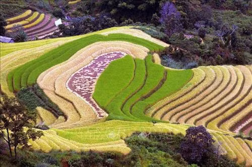 Ngày mùa vùng cao Tây Bắc. Ảnh: TTXVN Ruộng bậc thang - Nét đẹp văn hóa và công trình nghệ thuật độc đáo của đồng bào các dân tộc vùng cao phía Bắc. Ảnh: TTXVN Vẻ đẹp thơ mộng trên các thửa ruộng bậc thang huyện Mù Cang Chải, tỉnh Yên Bái trong mùa nước đổ. Ảnh: TTXVN Mùa gặt trên những thửa ruộng bậc thang huyện Mù Cang Chải (Yên Bái). Ảnh: TTXVN Rực rỡ mùa vàng Mù Cang Chải. Ảnh: TTXVN Thửa ruộng bậc thang hình trái tim ở xã La Pán Tẩn, huyện Mù Cang Chải, tỉnh Yên Bái. Ảnh: TTXVN Ruộng bậc thang Mù Cang Chải vào mùa lúa chín. Ảnh: TTXVN Vẻ đẹp ruộng bậc thang đồi Mâm Xôi, xã La Pán Tẩn, huyện Mù Cang Chải (Yên Bái). Ảnh: TTXVN