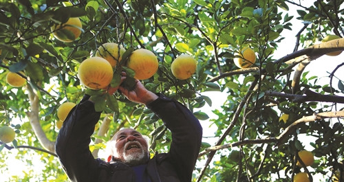 Vùng trồng bưởi Diễn tập trung tại các huyện Chương Mỹ và Mỹ Đức (Ảnh: Trần Huấn)